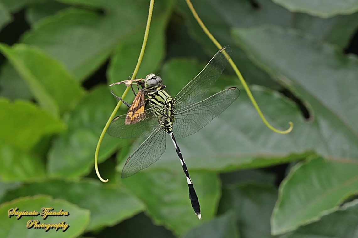 Green Marsh Hawk, Orthetrum sabina w/prey  Geotagged,Indonesia,Orthetrum sabina,Slender skimmer,Summer