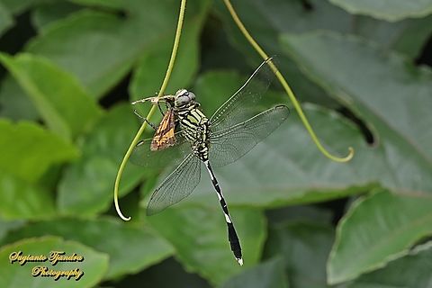 Green Marsh Hawk, Orthetrum sabina w/prey  Geotagged,Indonesia,Orthetrum sabina,Slender skimmer,Summer