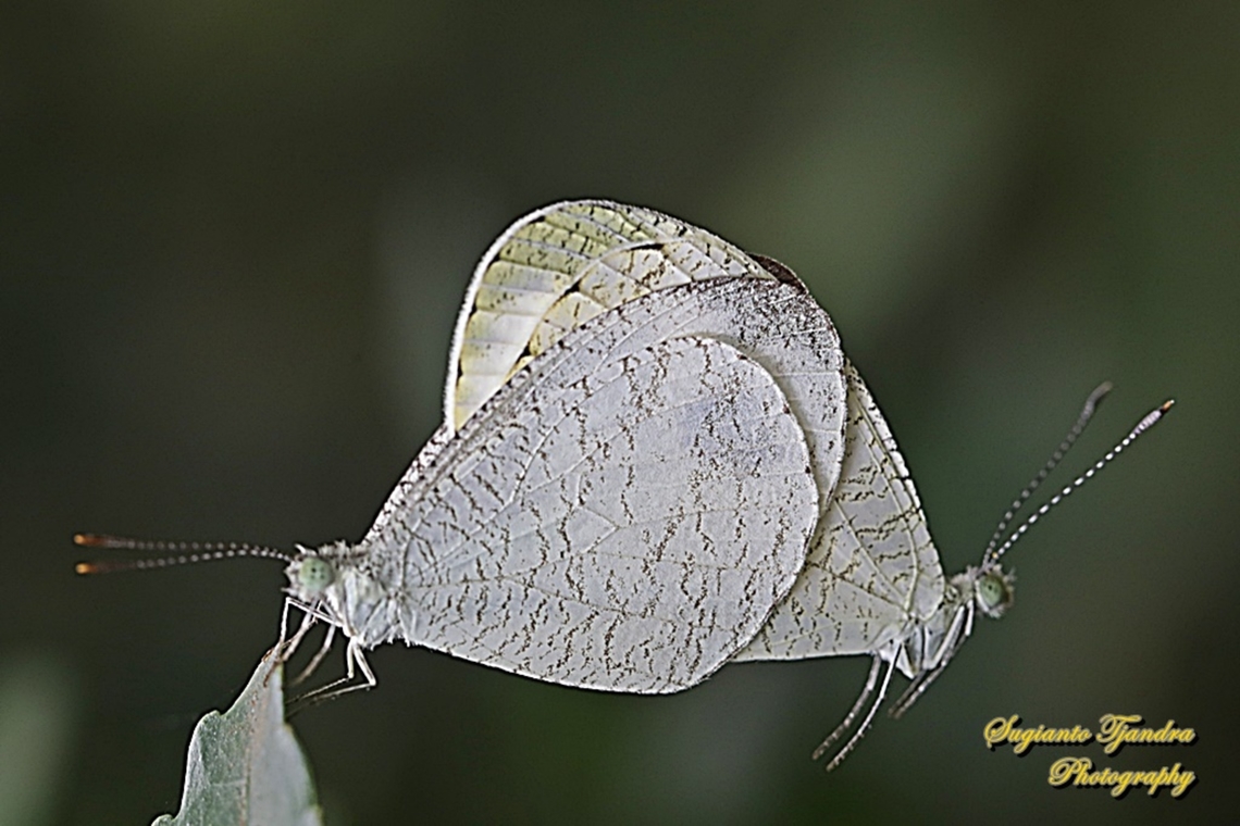 The psyche butterfly, Leptosia nina chlorographa, family Pieridae "mating"  Geotagged,Indonesia,Leptosia nina,Psyche,Summer