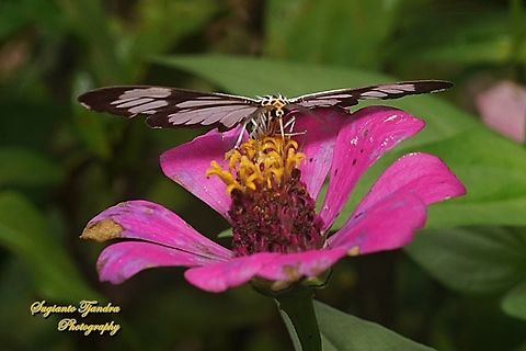 Marbled White Moth/White Tiger Moth, Nyctemera coleta "sucking nectar on the Zinnia flower"  Geotagged,Indonesia,Marbled White Moth,Nyctemera coleta,Spring