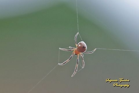 The red and silver dewdrop spider, Argyrodes flavescens  Argyrodes flavescens,Geotagged,Indonesia,Red and Silver Dewdrop Spider,Summer