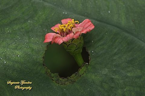 Zinnia flower, Zinnia elegans  Geotagged,Indonesia,Summer,Zinnia elegans