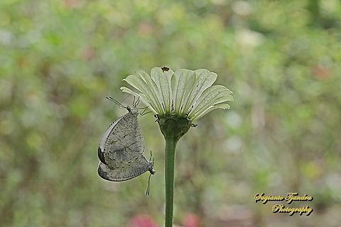 The psyche butterfly, Leptosia nina chlorographa, family Pieridae "mating" while sucking nectar from the Zinnia flower  Geotagged,Indonesia,Leptosia nina,Psyche,Summer