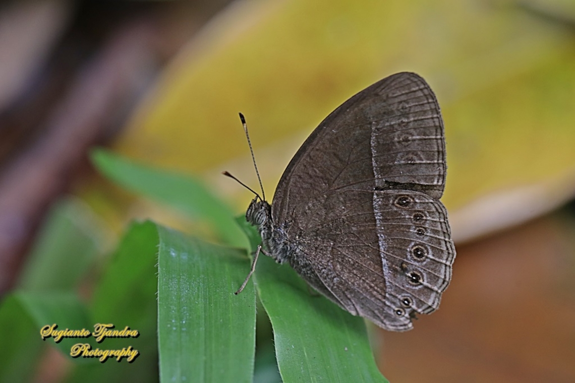 Common bush brown, Telinga janardana janardana (previously is under Mycalesis janardana)  Common Bushbrown,Geotagged,Indonesia,Mycalesis janardana,Summer