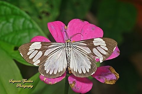 Marbled White Moth/White Tiger Moth, Nyctemera coleta "sucking nectar on the Zinnia flower"  Geotagged,Indonesia,Marbled White Moth,Nyctemera coleta,Spring