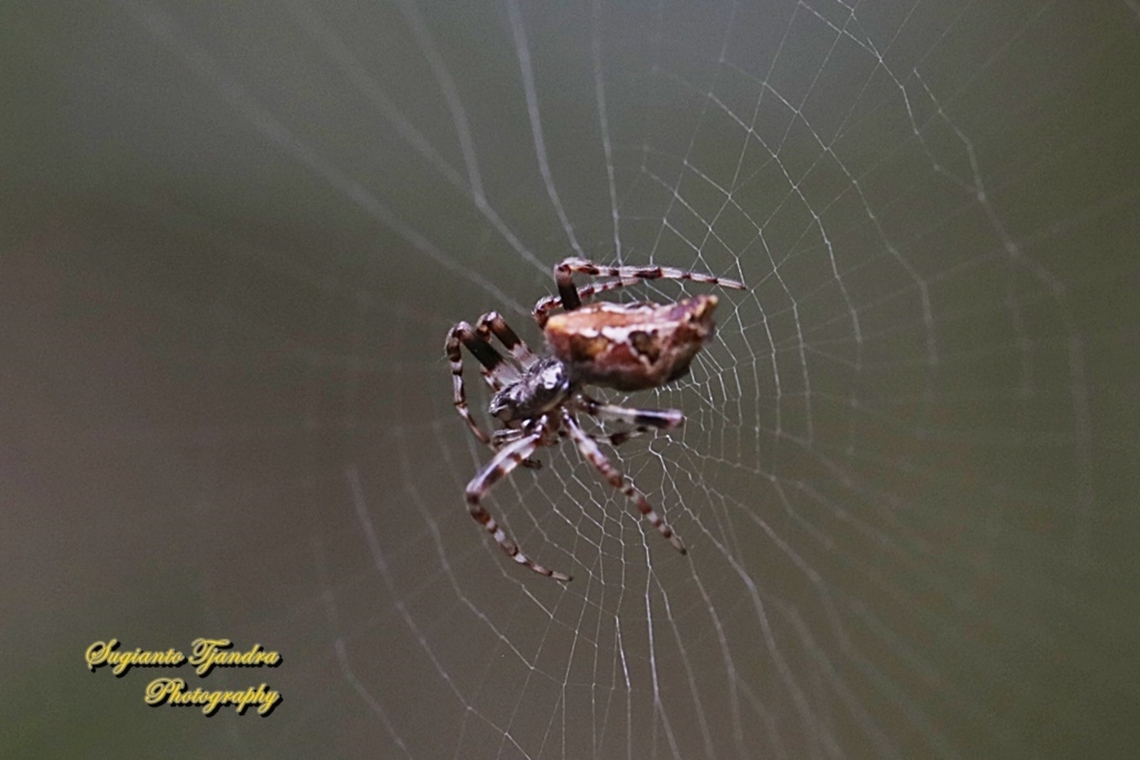 Island Cyclosa Spider, Cyclosa Insulana  Common Garbage-Line Web Spider,Cyclosa insulana,Geotagged,Indonesia,Summer