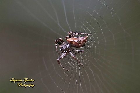 Island Cyclosa Spider, Cyclosa Insulana  Common Garbage-Line Web Spider,Cyclosa insulana,Geotagged,Indonesia,Summer