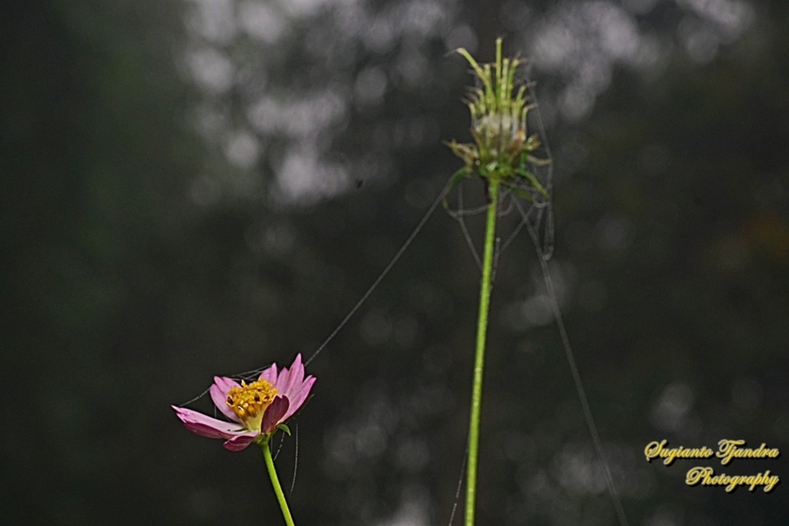 Bunga Kenikir Ungu (Cosmos caudatus)  Cosmos caudatus,Geotagged,Indonesia,Kenikir,Summer