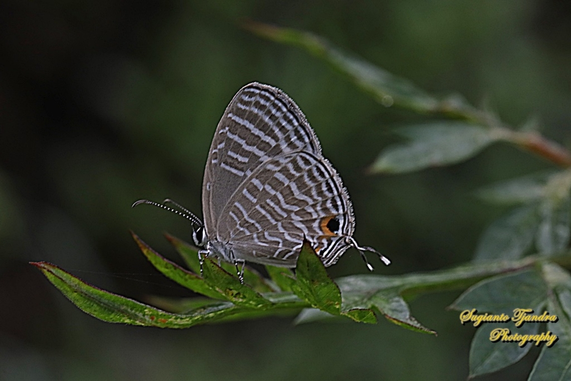 Common cerulean Butterfly, Jamides Celeno ssp ruvana, family Lycaenidae  Common cerulean,Geotagged,Indonesia,Jamides celeno,Summer