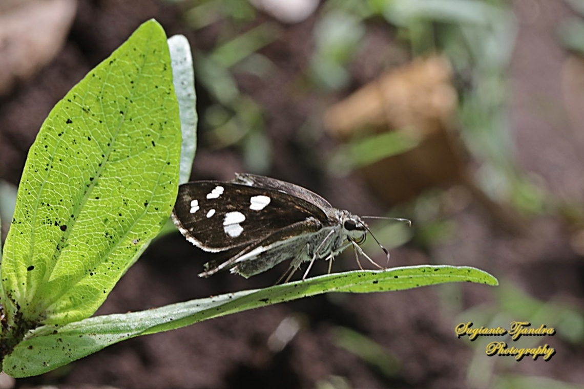 Skipper Butterfly, Grass Demon, Udaspes folus  Geotagged,Grass demon,Indonesia,Summer,Udaspes folus