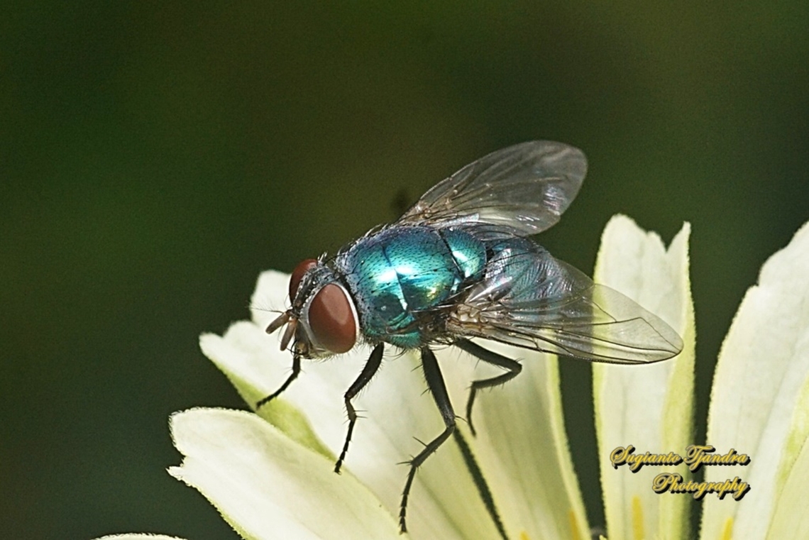 Oriental Latrine fly, Chrysomya megacephala, family Calliphoridae  Chrysomya megacephala,Geotagged,Indonesia,Oriental Latrine Fly,Summer