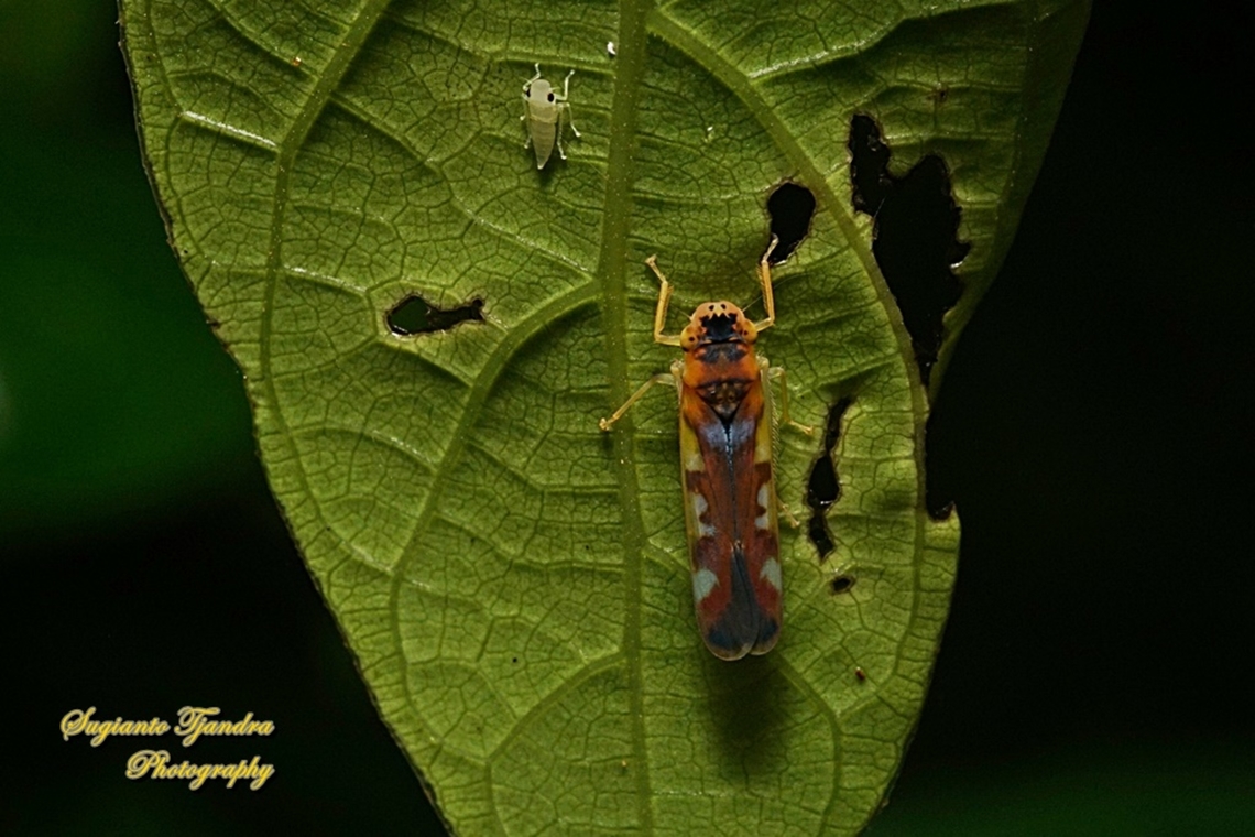 Sharpshooter Leafhopper, Bhandara semiclara  Bhandara semiclara,Geotagged,Indonesia,Summer