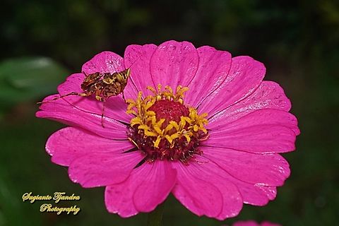 A flower mantis Nymph - Creobroter Sp "standing on the Zinnia flower"  Geotagged,Indonesia,Summer