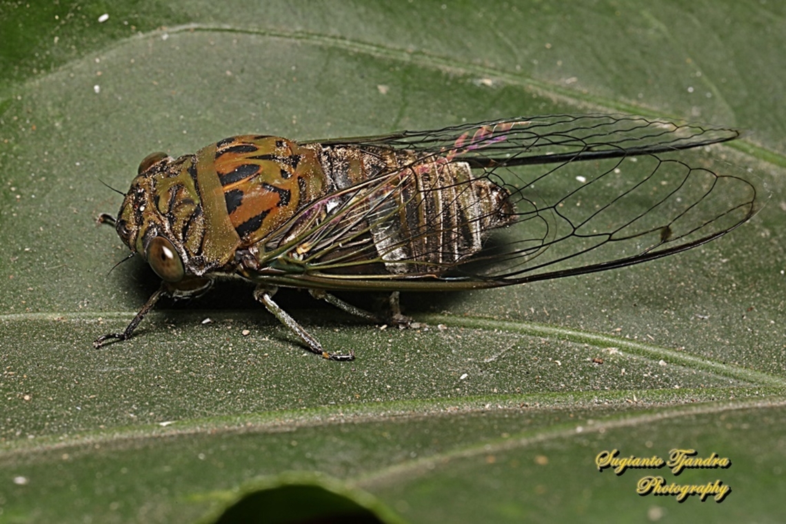 Tonggeret, Cicada (Cicadoidea)  Geotagged,Indonesia,Summer