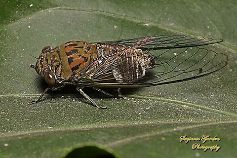 Tonggeret, Cicada (Cicadoidea)  Geotagged,Indonesia,Summer