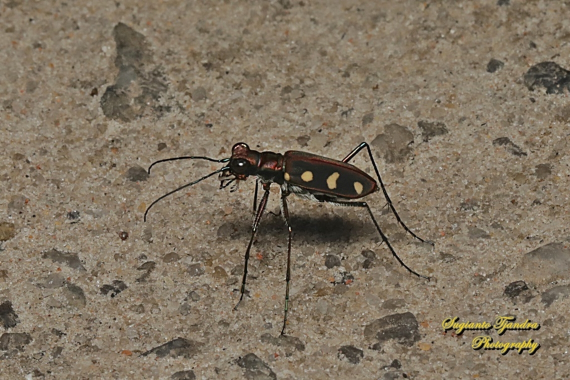 Golden-spotted Tiger Beetle, Cicindela aurulenta flavomaculata, family Carabidae  Cicindela aurulenta,Geotagged,Golden-spotted tiger beetle,Indonesia,Summer
