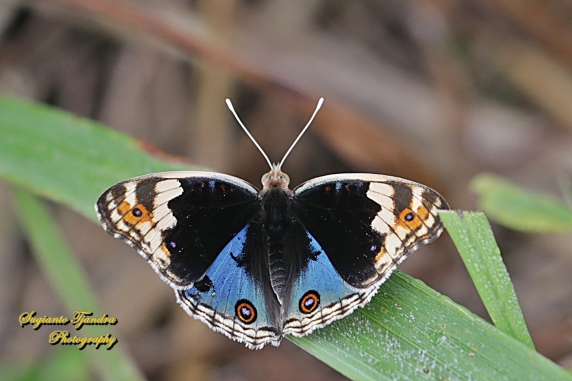 Blue Pansy Butterfly, Junonia orithya - male  Blue Argus,Geotagged,Indonesia,Junonia orithya,Summer