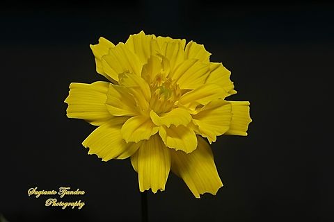 Yellow Cosmos flower (Cosmos sulphureus)  Cosmos sulphureus,Geotagged,Indonesia,Sulfur Cosmos,Summer