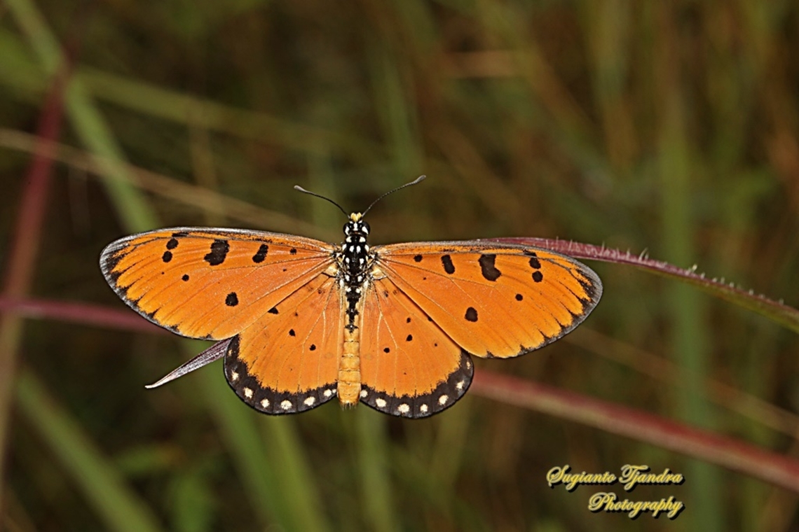 Tawny Coster Butterfly, Acraea terpsicore Linnaeus  Acraea terpsicore,Geotagged,Indonesia,Summer,Tawny coster