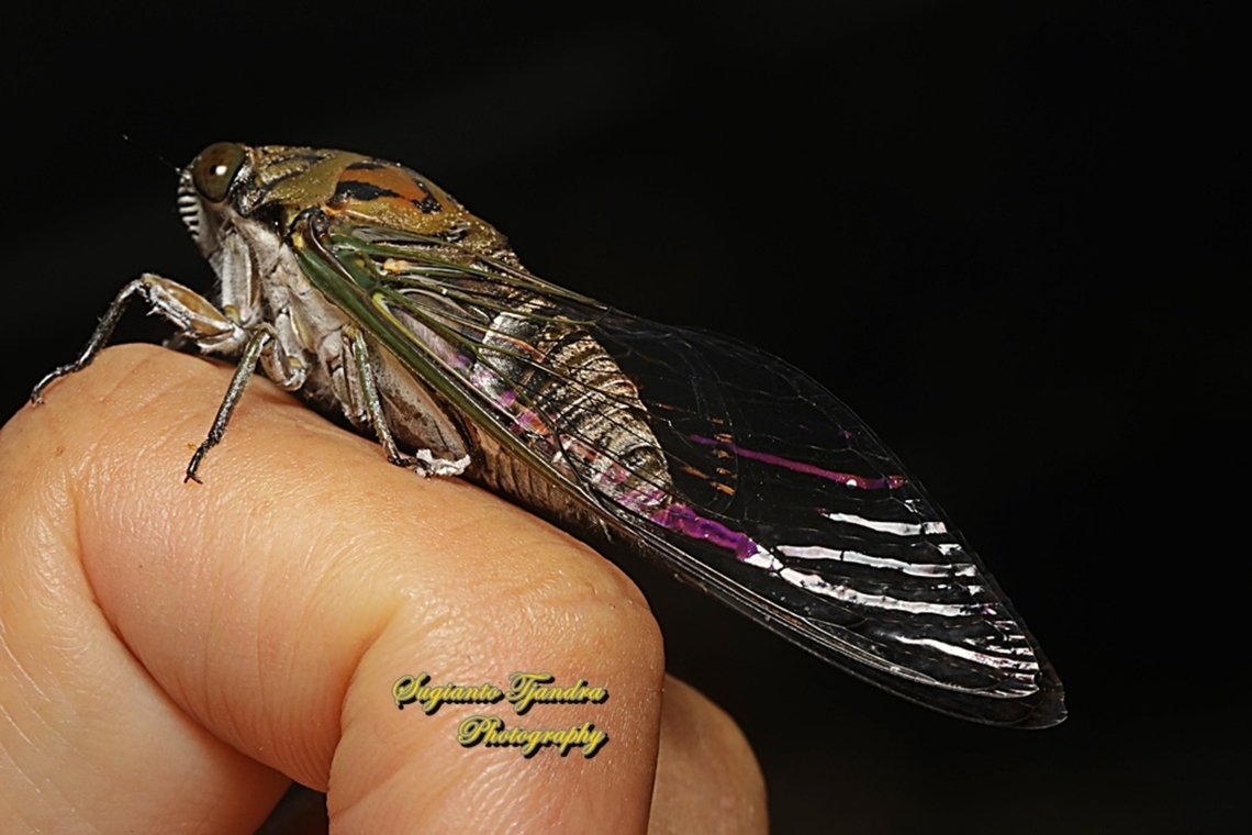 Tonggeret, Cicada (Cicadoidea)  Geotagged,Indonesia,Summer