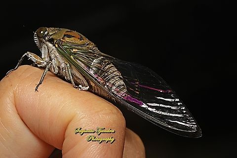 Tonggeret, Cicada (Cicadoidea)  Geotagged,Indonesia,Summer