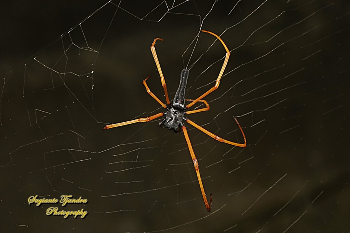 Black Wood Spider, Nephila Kuhlii  Black Wood Spider,Geotagged,Indonesia,Nephila kuhlii,Summer