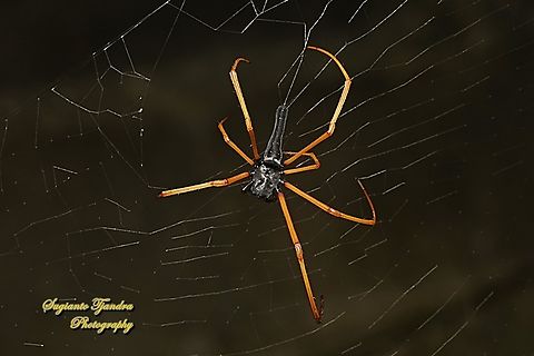 Black Wood Spider, Nephila Kuhlii  Black Wood Spider,Geotagged,Indonesia,Nephila kuhlii,Summer