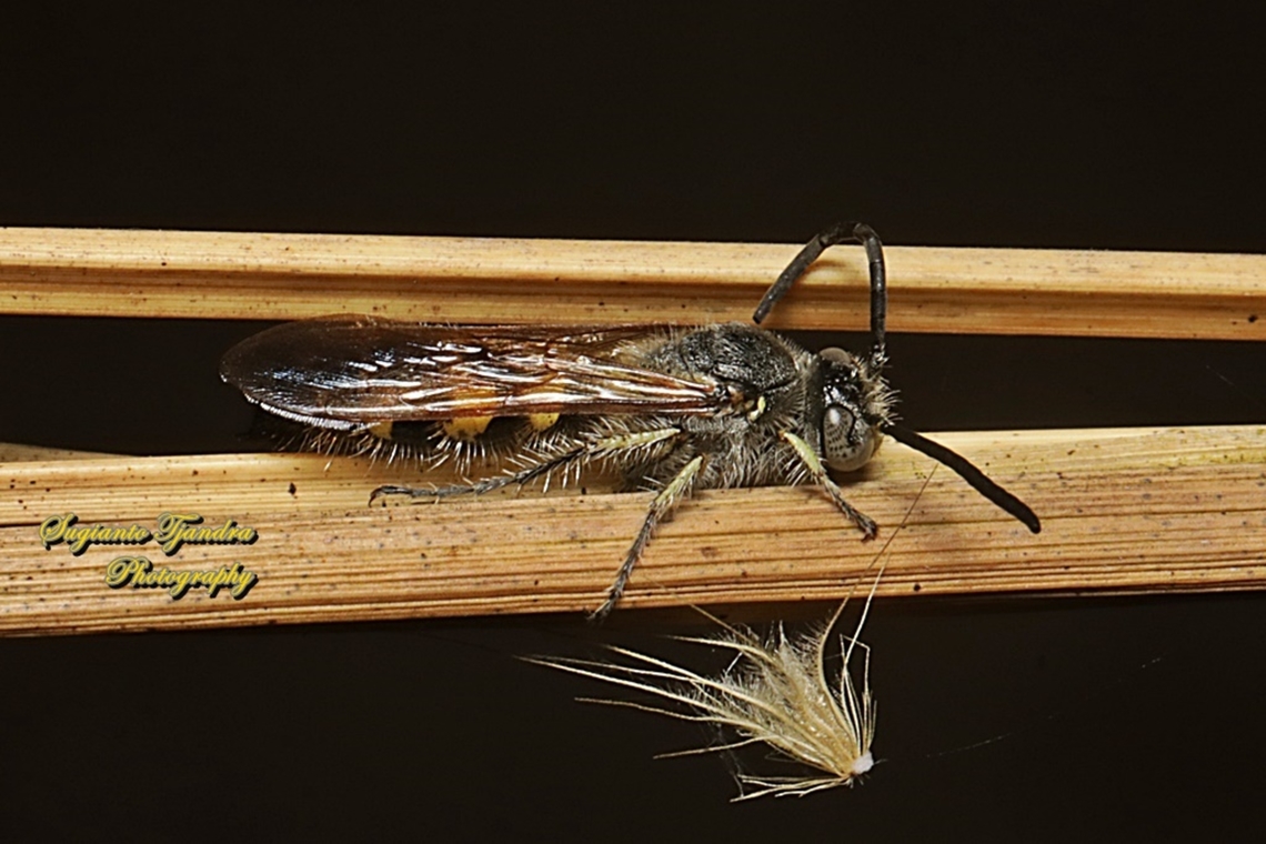 Scoliid wasp, Campsomerinae, family Scoliidae  Geotagged,Indonesia,Summer