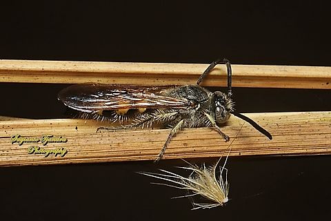 Scoliid wasp, Campsomerinae, family Scoliidae  Geotagged,Indonesia,Summer