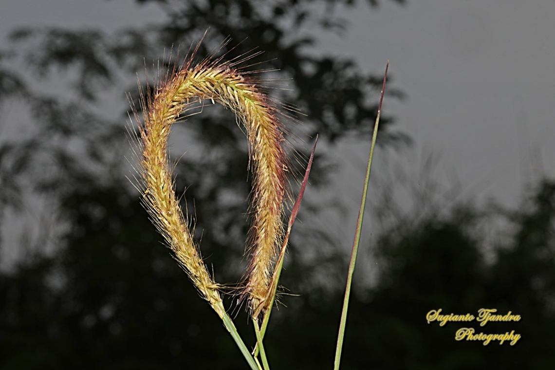 Lalang Grass Flower (Imperata Cylindrical)  Geotagged,Imperata Cylindrical,Imperata cylindrica,Indonesia,Summer