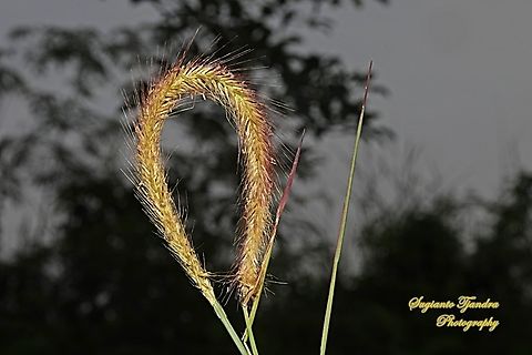 Lalang Grass Flower (Imperata Cylindrical)  Geotagged,Imperata Cylindrical,Imperata cylindrica,Indonesia,Summer