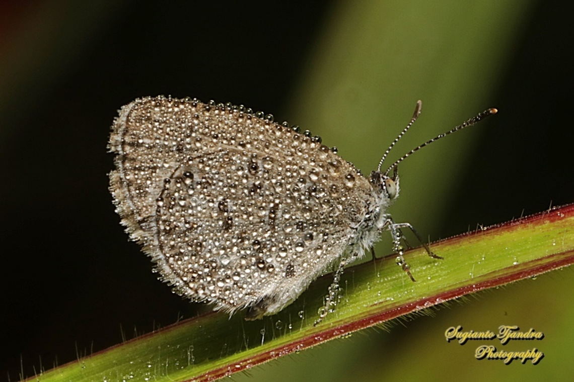 Lesser Grass Blue, Zizina otis annetta with morning dew drops  Geotagged,Indonesia,Lesser grass blue,Summer,Zizina otis