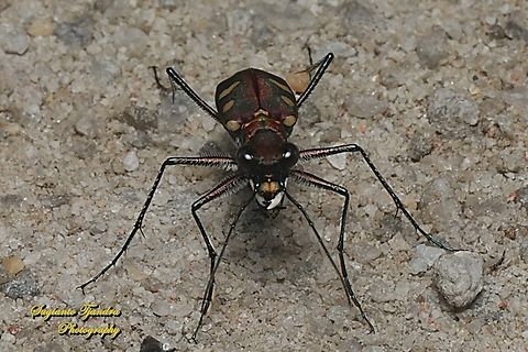Golden-spotted Tiger Beetle, Cicindela aurulenta flavomaculata, family Carabidae  Cicindela aurulenta,Geotagged,Golden-spotted tiger beetle,Indonesia,Summer