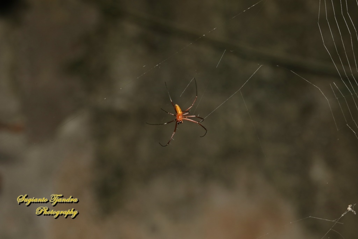 Black Wood Spider, Nephila Kuhlii - Male  Black Wood Spider,Geotagged,Indonesia,Nephila kuhlii,Summer