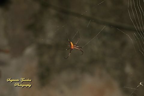 Black Wood Spider, Nephila Kuhlii - Male  Black Wood Spider,Geotagged,Indonesia,Nephila kuhlii,Summer