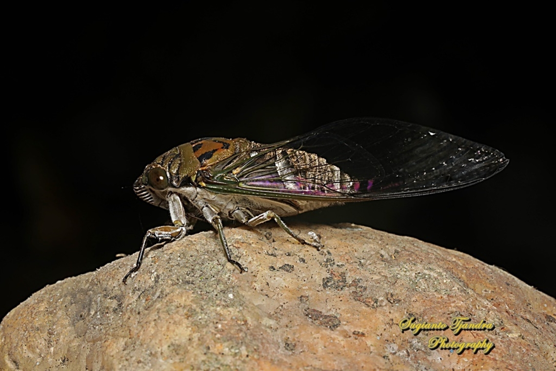 Tonggeret, Cicada (Cicadoidea)  Geotagged,Indonesia,Summer