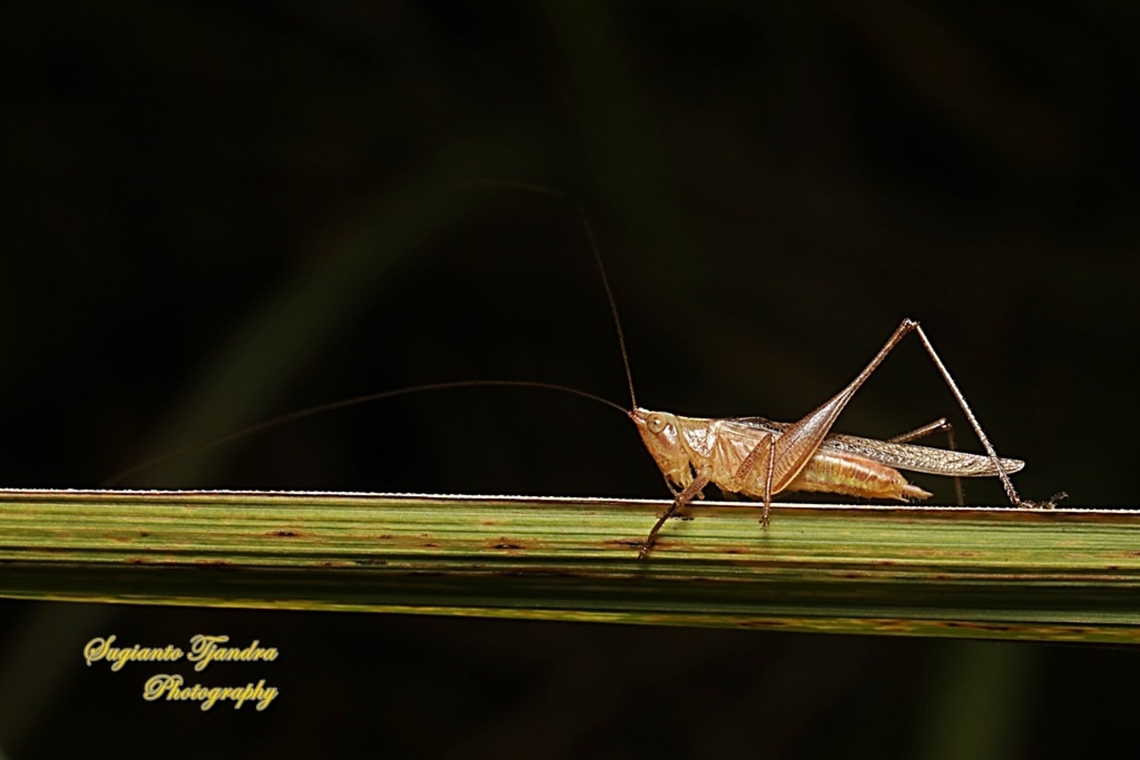 The meadow katydid (long-horned grasshopper), family Tettigoniidae  Geotagged,Indonesia,Summer