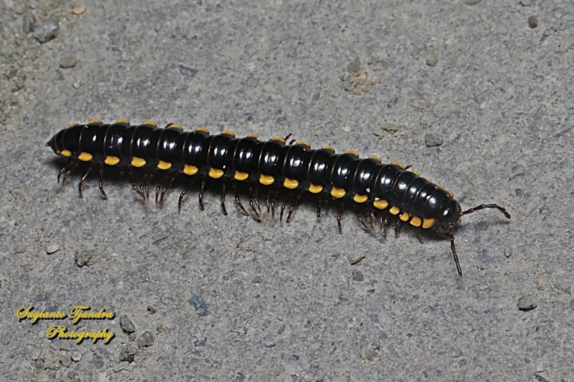 Long-flange Millipede, Asiomorpha coarctata  Geotagged,Indonesia,Orthomorpha coarctata,Summer