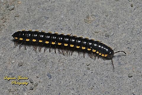 Long-flange Millipede, Asiomorpha coarctata  Geotagged,Indonesia,Orthomorpha coarctata,Summer