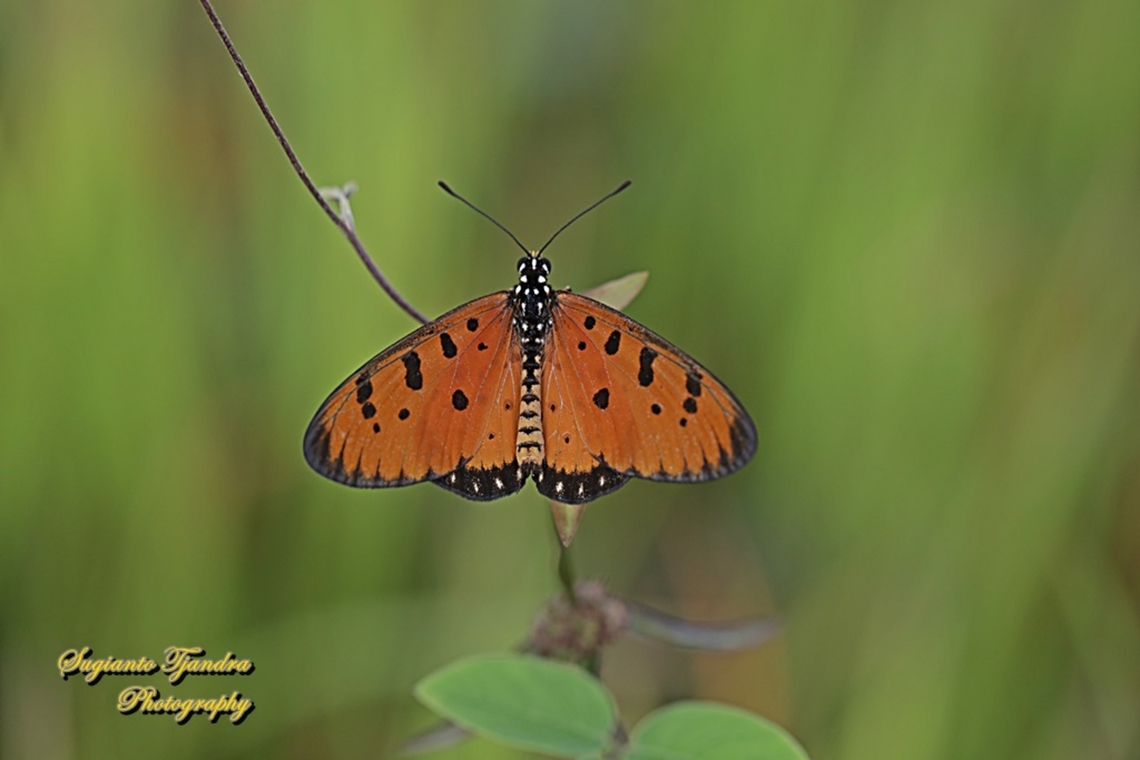 Tawny Coster Butterfly, Acraea terpsicore Linnaeus  Acraea terpsicore,Geotagged,Indonesia,Summer,Tawny coster,Winter