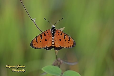 Tawny Coster Butterfly, Acraea terpsicore Linnaeus  Acraea terpsicore,Geotagged,Indonesia,Summer,Tawny coster,Winter