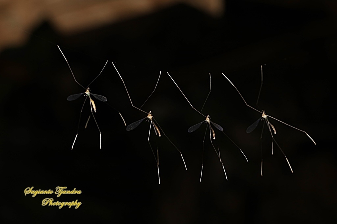 Crane flies, Thrypticomyia unisetosa, family Limoniide  Geotagged,Indonesia,Summer