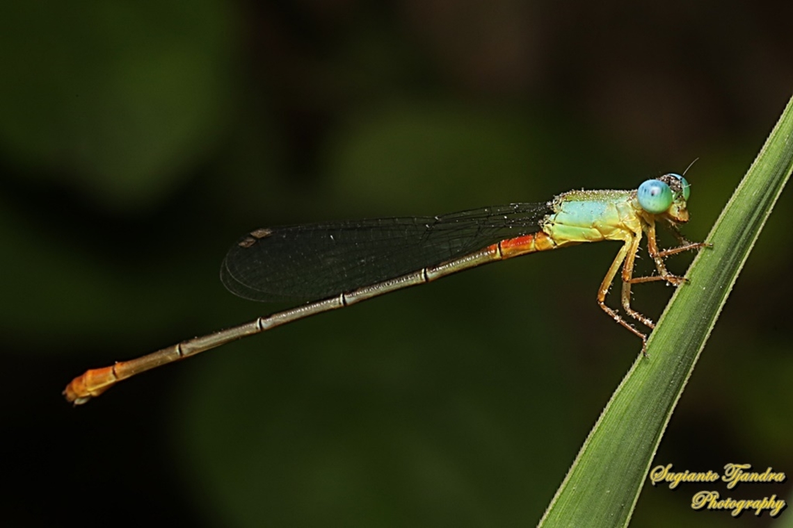 The Ornate Coraltail, Ceriagrion cerinorubellum  Bi-coloured damsel,Ceriagrion cerinorubellum,Geotagged,Indonesia,Summer