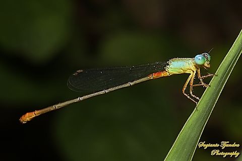 The Ornate Coraltail, Ceriagrion cerinorubellum  Bi-coloured damsel,Ceriagrion cerinorubellum,Geotagged,Indonesia,Summer