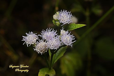 Billy Goat weed or Chickweed flower ( Ageratum conyzoides )  Ageratum conyzoides,Billygoat-weed,Geotagged,Indonesia,Summer
