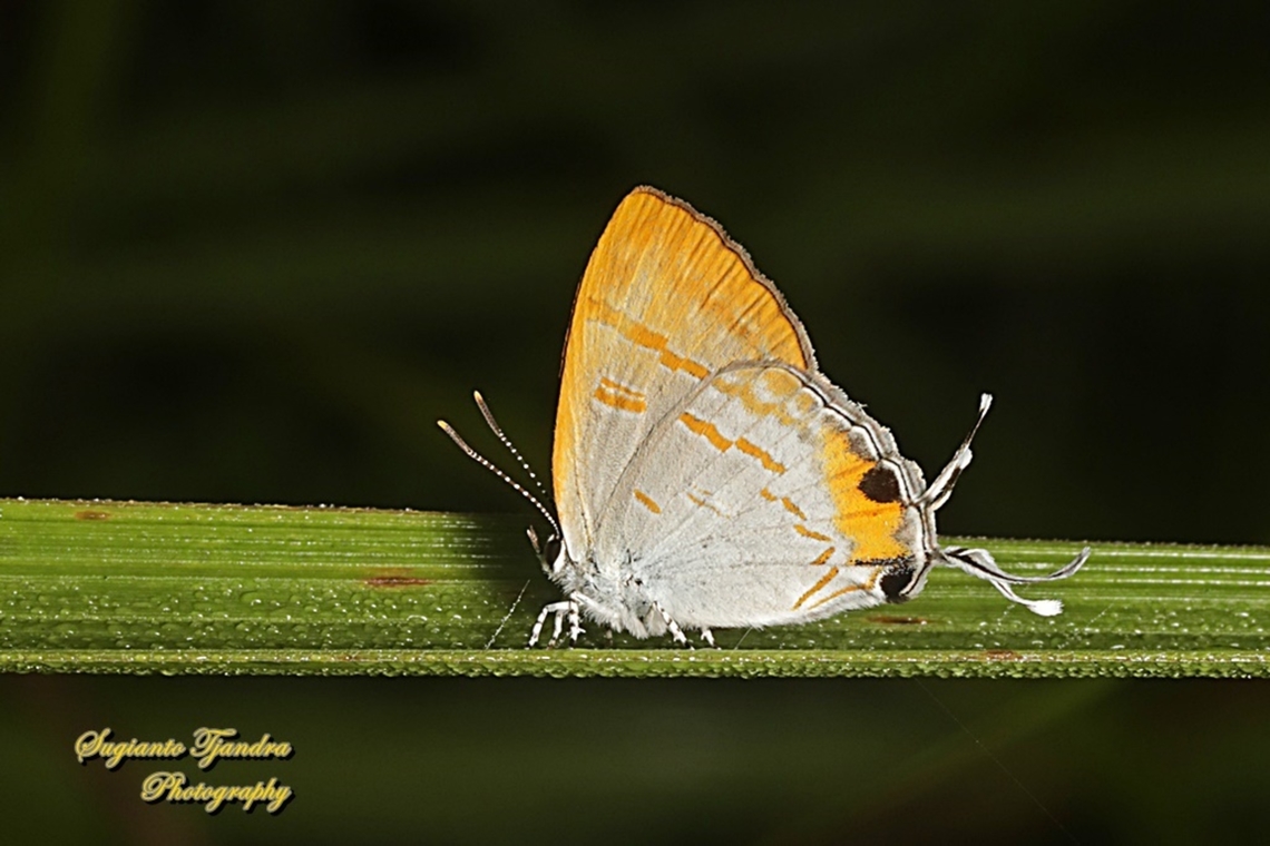 Brown Tit, Hypolycaena thecloides thecloides, family Lycaenidae  Brown tit,Geotagged,Hypolycaena thecloides,Indonesia,Summer