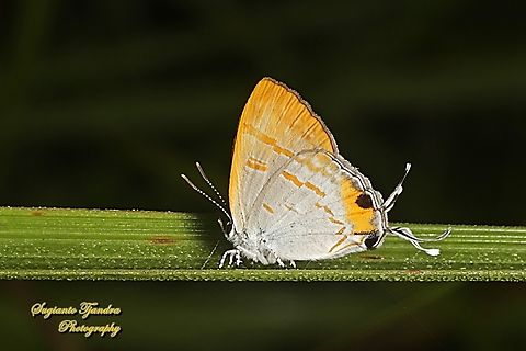 Brown Tit, Hypolycaena thecloides thecloides, family Lycaenidae  Brown tit,Geotagged,Hypolycaena thecloides,Indonesia,Summer