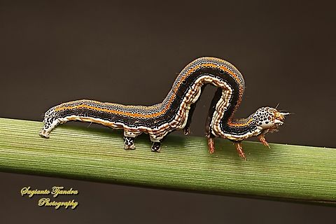 Moth Caterpillar  Geotagged,Indonesia,Summer