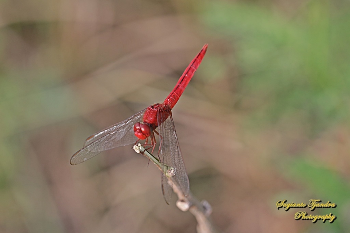 The Scarlet Skimmer Dragonfly, Crocothemis servilia servilia  Crocothemis servilia,Geotagged,Indonesia,Scarlet Skimmer,Summer