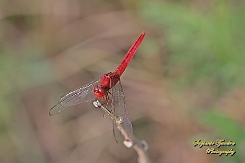 The Scarlet Skimmer Dragonfly, Crocothemis servilia servilia  Crocothemis servilia,Geotagged,Indonesia,Scarlet Skimmer,Summer
